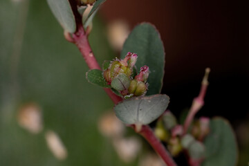 Flowers and Fruits of the Prostrate Sandmat Plant