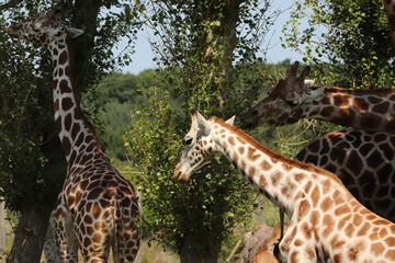 Giraffes feeding at a safari park in the UK