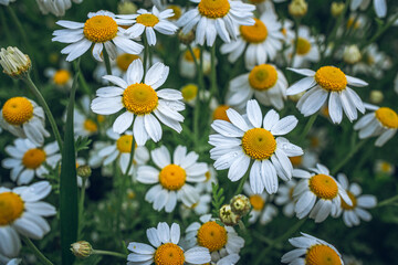Fototapeta premium Wild flowers