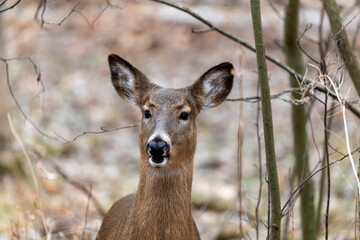 Older hind White-tailed deer in state park in Wisconsin