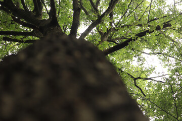 Ant's eye view to the canopy of a forest in the UK