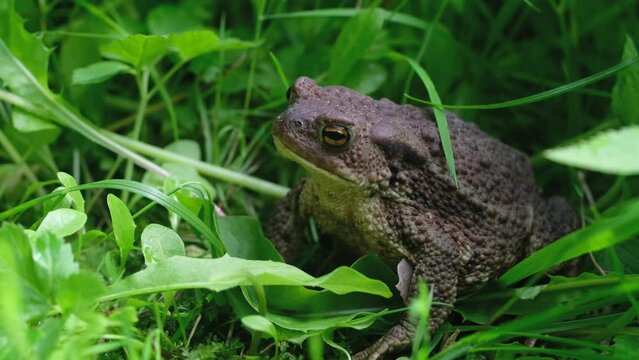 Common toad (Bufo bufo) sits in the grass, frog