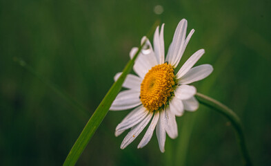 Obraz premium Wild flowers