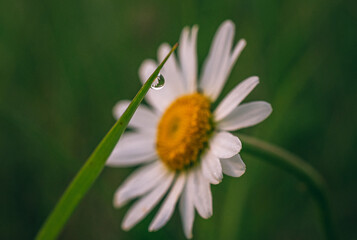 Obraz premium Wild flowers