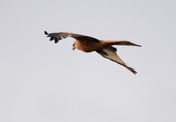 A single red kite hunting on a dull grey day., the bird is in flight and both underside and backs of the wings are visible. 