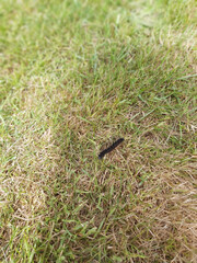 Caterpillar on the prowl for a tasty leaf