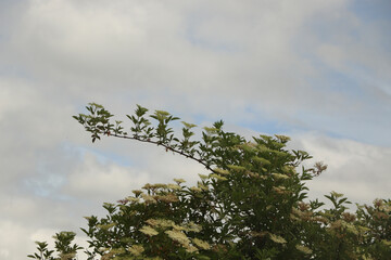 Bright flowers lighting up the garden at the start of summer