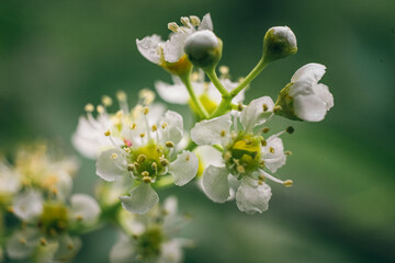 Wild flowers