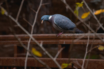 Pigeon