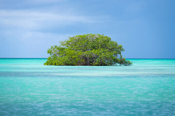 Mangrove swamp in tropical turquoise waters