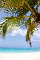 Panoramic of Caribbean beach with palm tree