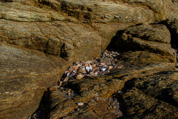 Vendee, France, December 25, 2020: scallops in the reefs of Bretignolles Sur Mer.

