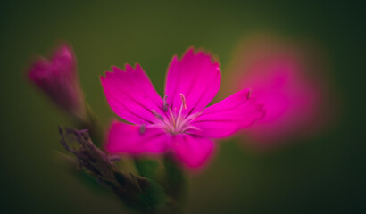 Fototapeta premium Wild flowers