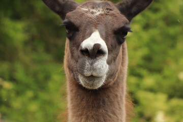 Obraz premium An angry alpaca glaring in the distance looking as if he's preparing to spit