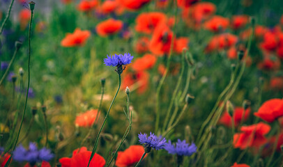 Naklejka premium Poppy