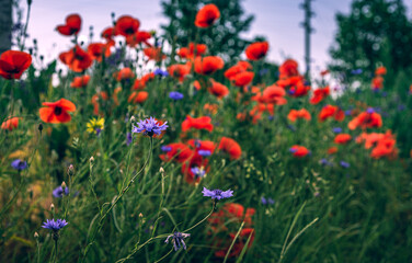Fototapeta premium Poppy