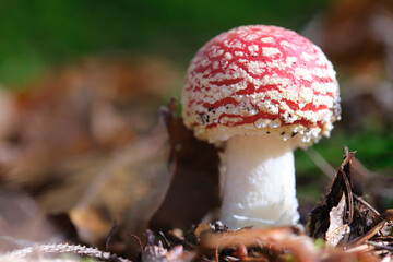 fly agaric in sunlight