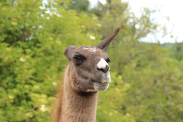 Obraz premium An angry alpaca glaring in the distance looking as if he's preparing to spit