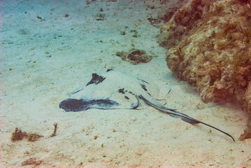 Sand covered Atlantic Southern Stingray
