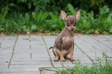 Prague ratter puppy sitting on the sidewalk