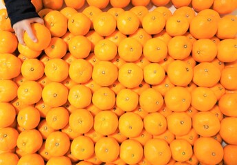 九州産みかんを取る赤ちゃんの手