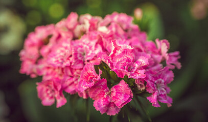 Fototapeta premium Garden flower