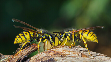 Deutsche Wespe, Vespula germanica bei der Nahrungsaufnahme