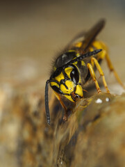 Deutsche Wespe, Vespula germanica bei der Nahrungsaufnahme