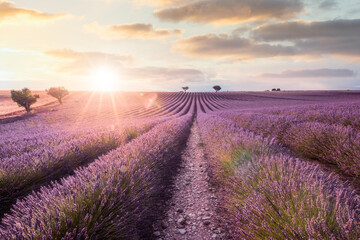 Fototapeta na wymiar Scent of Purple, lavender field at sunset. Provence, Valensole, France
