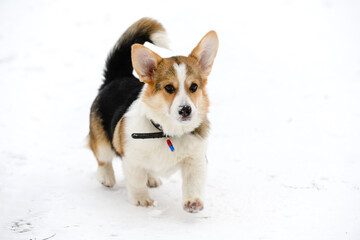 Welsh corgi pembroke puppy, tricolor, walks in a winter snow-covered park. Runs.