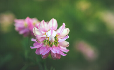 Obraz premium Garden flower