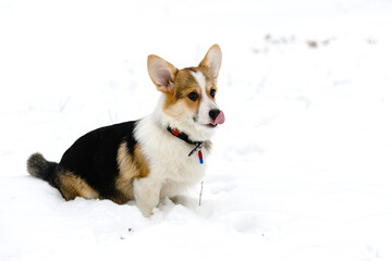 Welsh corgi pembroke puppy, tricolor, walks in a winter snow-covered park.