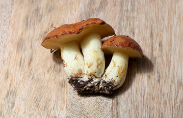 Suillus is a genus fungi in the family Suillaceae and order Boletales. Conjoined twins in mushrooms. Three fungi on a chopping Board.