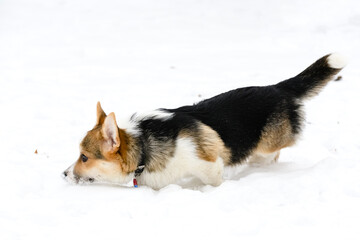 Welsh corgi pembroke puppy, tricolor, walks in a winter snow-covered park.