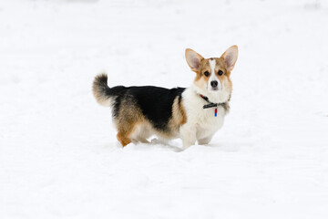 Welsh corgi pembroke puppy, tricolor, walks in a winter snow-covered park.