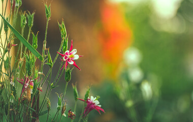 Garden flower