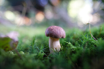 chestnut boletus with bokeh