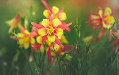 Obraz premium Garden flower