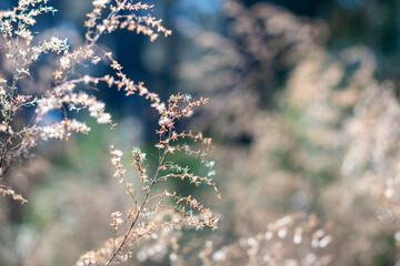 Bokeh blue sky and wildflowers in the forest with soft focused blue green background ~WINTERED~