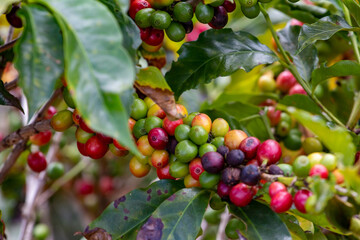 Coffee Crops in Costa Rica
