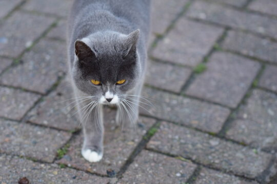Front view of a grey cat against a grey background