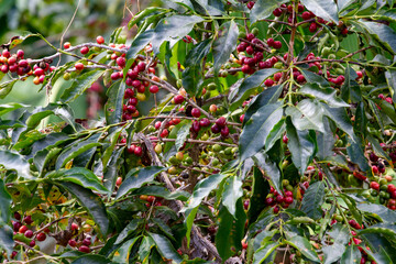 Coffee Crops in Costa Rica