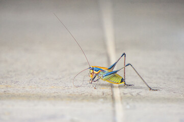 grasshopper on the bckground