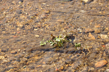Ground level close up of mud and water sloshing down a stream