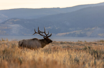 Bull Elk in the Fall Rut in Wyoming at Sunrise