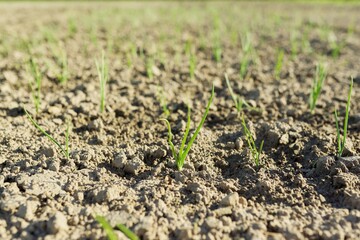 Agricultural field, young green onions growing in the ground