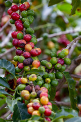 Coffee Crops in Costa Rica