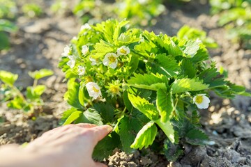 Springtime, hand with blooming spring strawberry bush