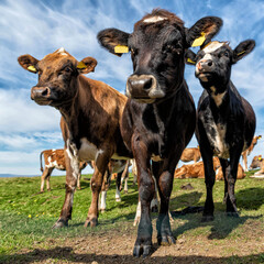 Neugierige Kühe auf grüner Wiese