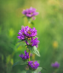 Fototapeta premium Garden flower